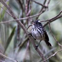 thumb_Pied-Crested Tit-Tyrant